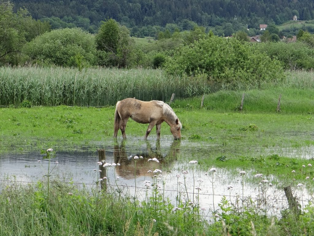 Cheval dans un champ proche de Chaffois