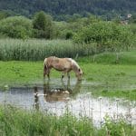 Cheval dans un champ proche de Chaffois