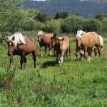 Chevaux dans un champ